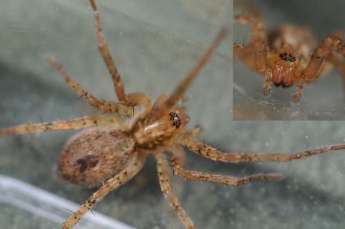 Anyphaena accentuata