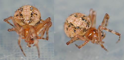 Theridion familiare