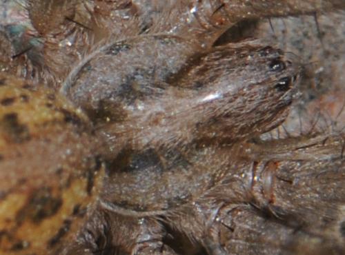 Tegenaria sp.