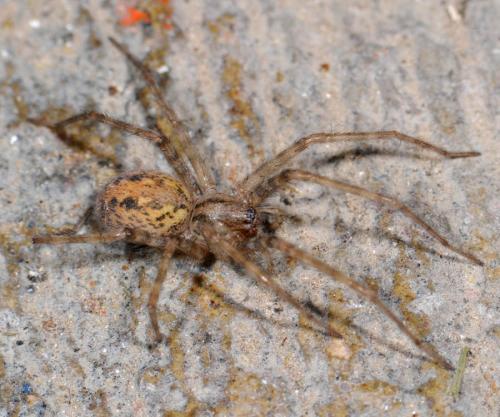 Tegenaria sp.