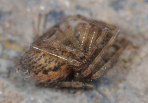 Tegenaria sp.