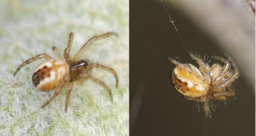Mangora acalypha