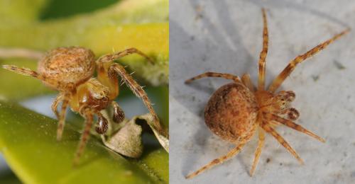 Réf. 29 423 : Araneus sp.