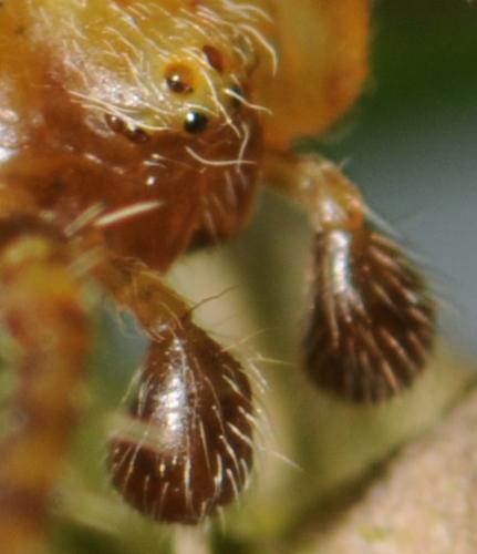 Araneus sp.