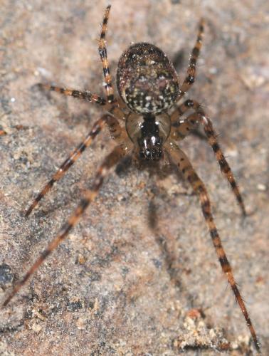 Réf. 29 400 : Metellina merianae