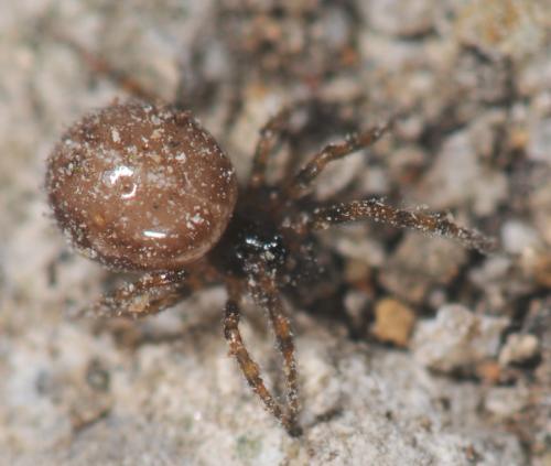 Steatoda bipunctata