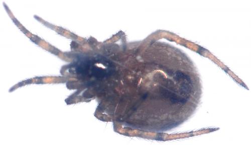 Steatoda bipunctata