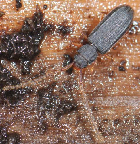 Réf. 29 590 : Uleiota planatus