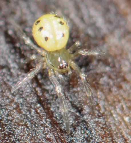Réf. 29 599 : Enoplognatha sp.