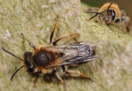 Andrena sp.