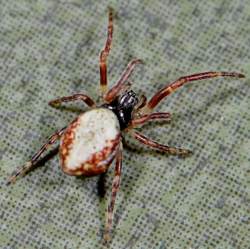 Réf. 29 589 : Cyclosa conica