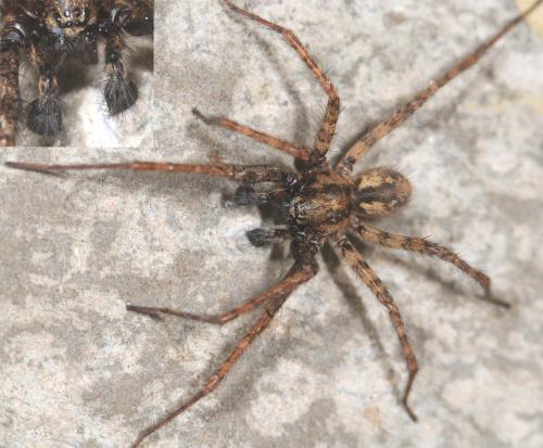 Réf. 29 832 : Tegenaria ferruginea