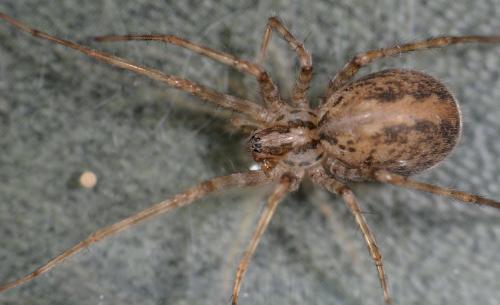 Tegenaria parietina