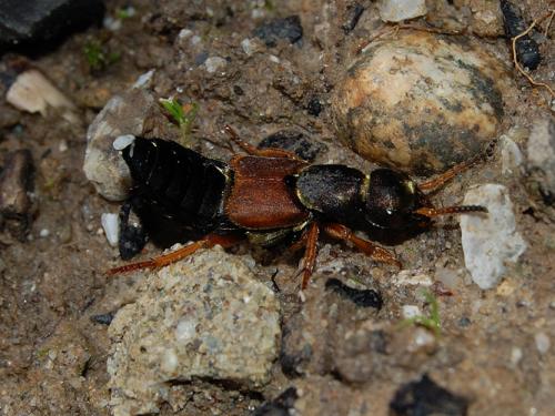 Réf. 29 514 : Staphylinus dimidiaticornis