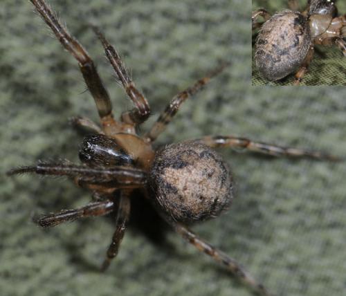 Zygiella sp.