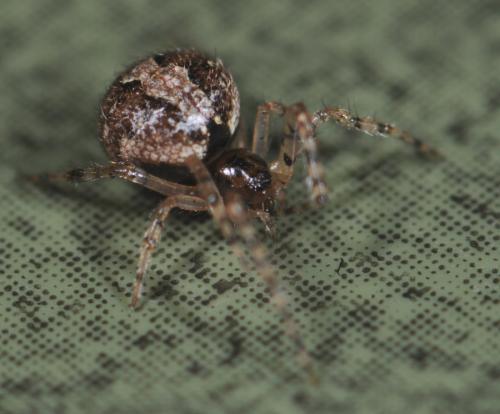 Réf. 29 946 : Theridion melanurum