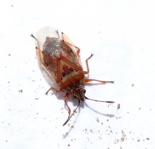 Kleidocerys sp.