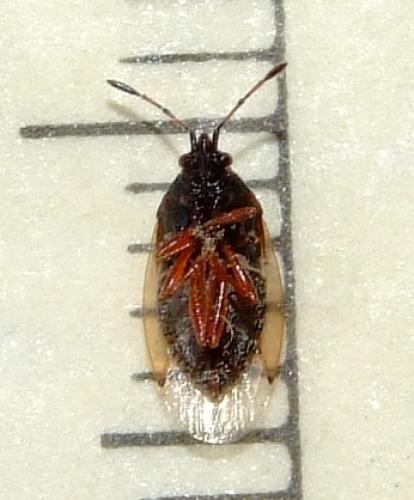 Réf. 29 100 : Kleidocerys sp.