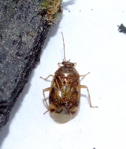 Deraeocoris lutescens