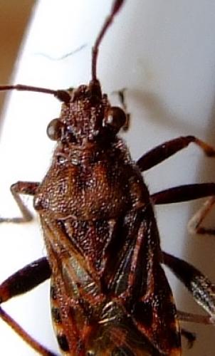Stictopleurus sp.