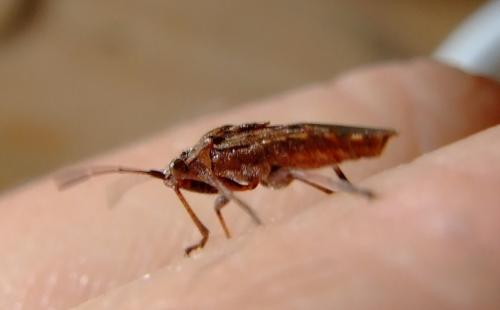 Stictopleurus sp.