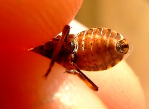 Stictopleurus sp.