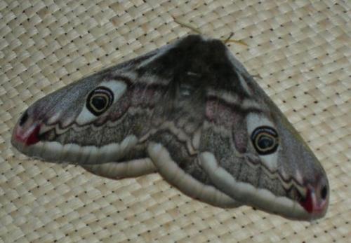Réf. 29 973 : Saturnia pavonia