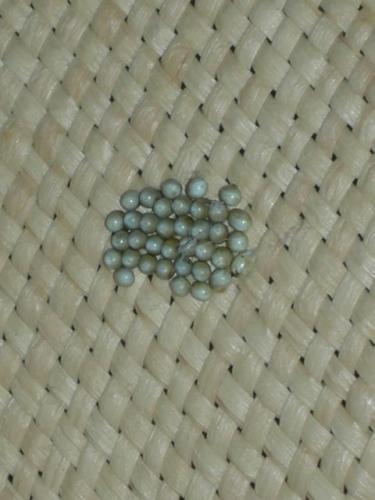 Saturnia pavonia