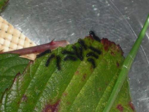 Saturnia pavonia