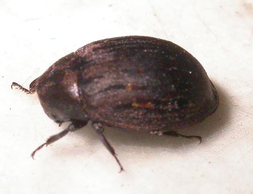 Byrrhus sp.