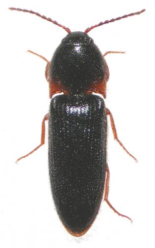 Ampedus erythrogonus