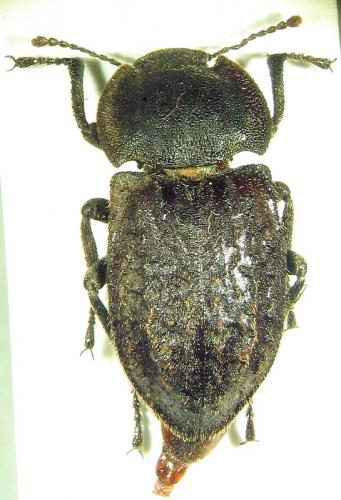 Asida goryi