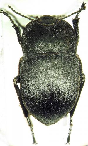 Réf. 29 622 : Alphasida grossa