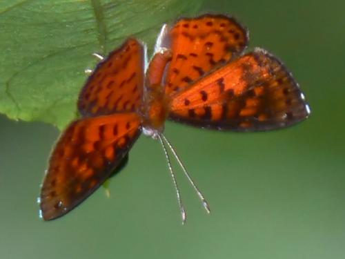 Réf. 29 486 : Calospila lucianus