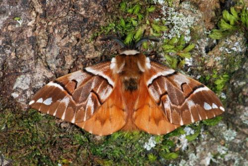 Endromis versicolora