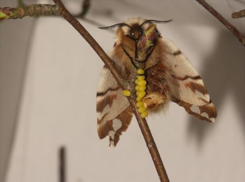 Endromis versicolora