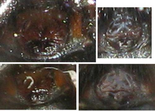 Zelotes subterraneus