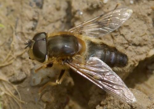 Réf. 29 908 : Eristalis pertinax