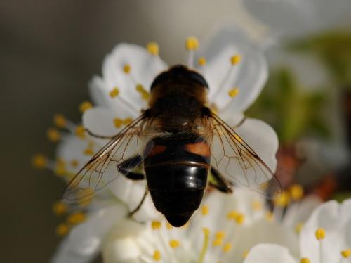 Eristalis tenax