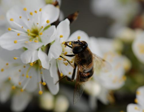 Eristalis tenax