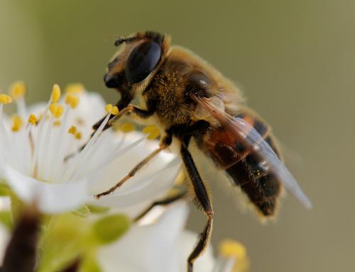 Eristalis tenax