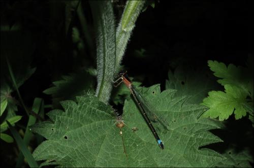 Ischnura elegans