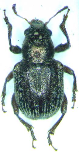 Réf. 29 117 : Pseudocolaspis sp.