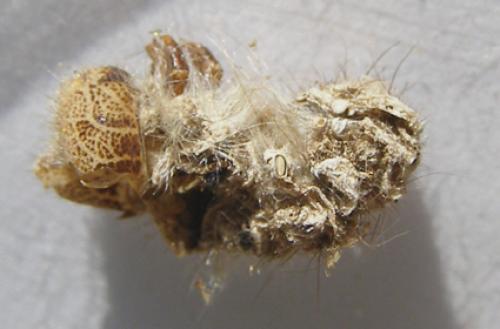 Dendrolimus pini