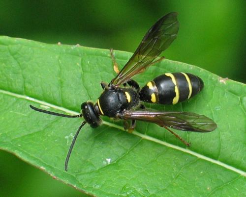 Argogorytes mystaceus