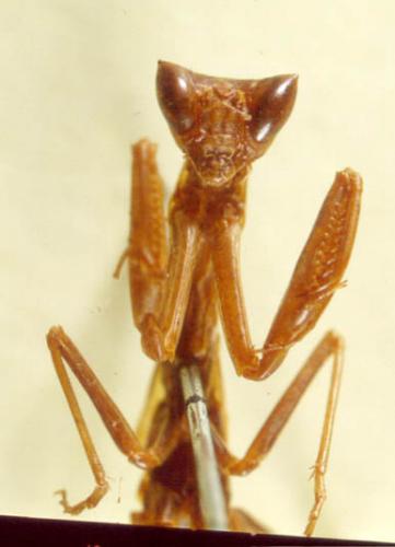 Pseudoyersinia brevipennis