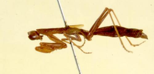 Pseudoyersinia brevipennis