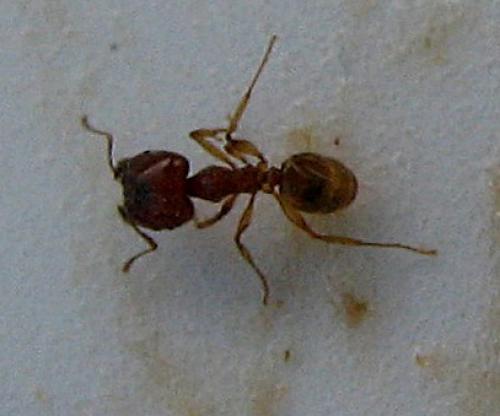 Réf. 29 023 : Pheidole sp.
