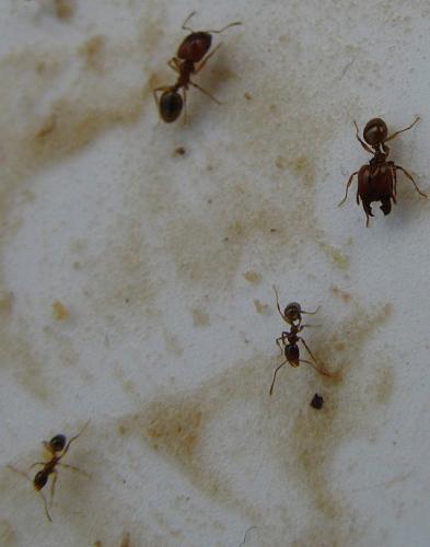 Pheidole sp.