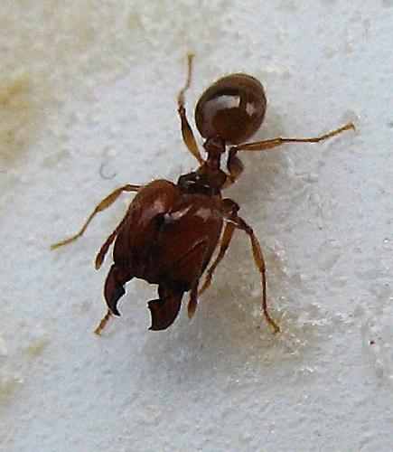 Réf. 29 022 : Pheidole sp.
